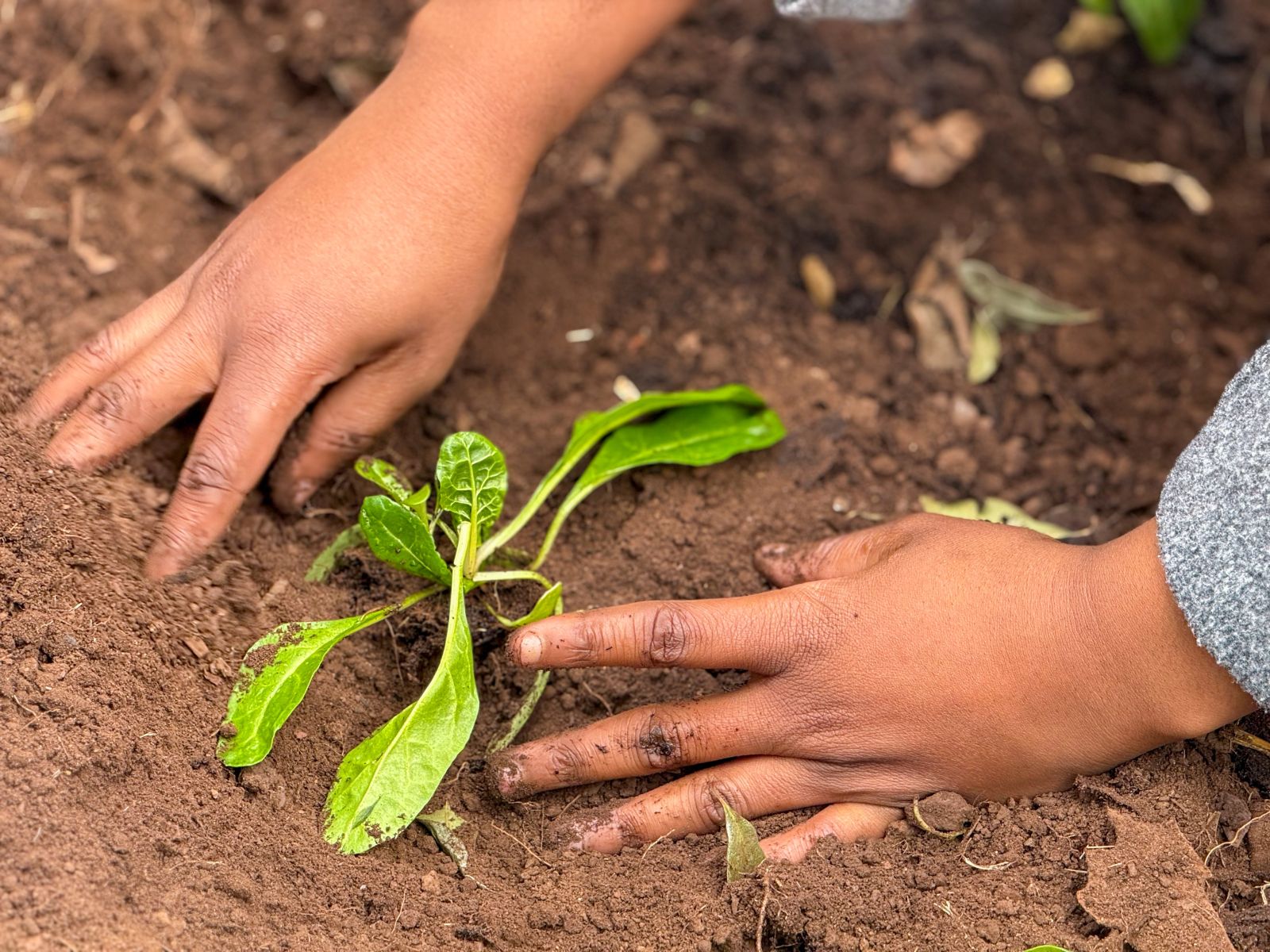 Growing Seeds 5