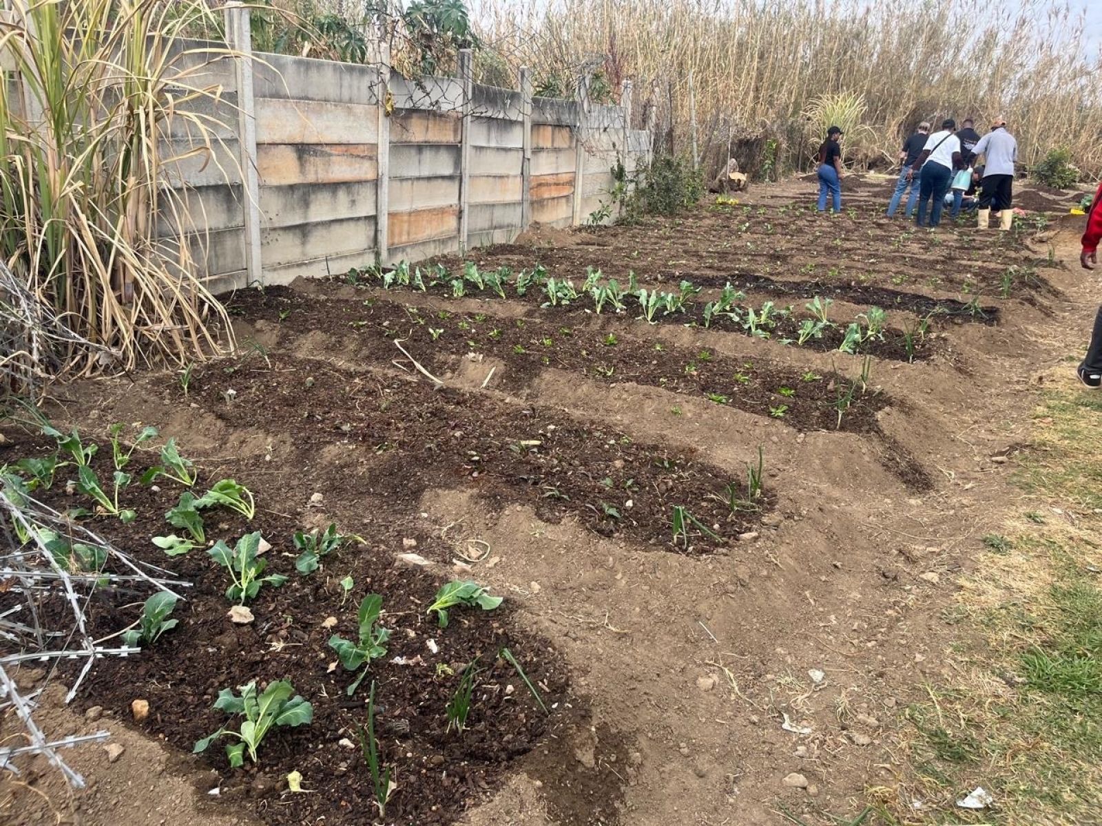 Mandela Day 2025 Gushwell Trees2