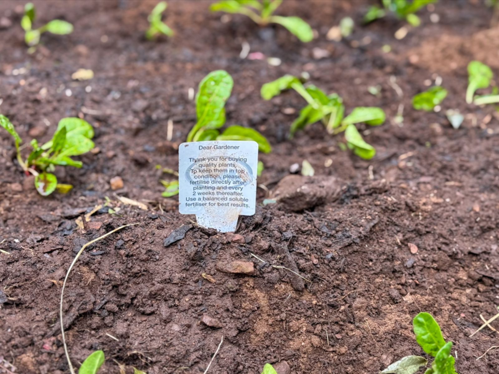Growing Seeds Pre Primary Garden