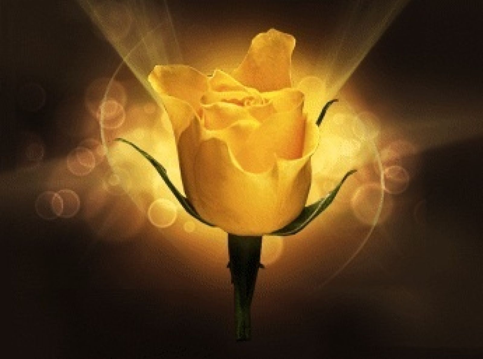Yello Rose 1